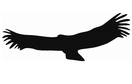 (afbeelding voor) Vogel 4