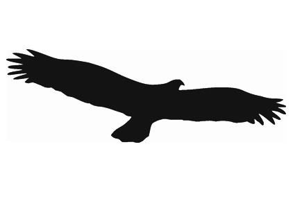 (afbeelding voor) Vogel 15